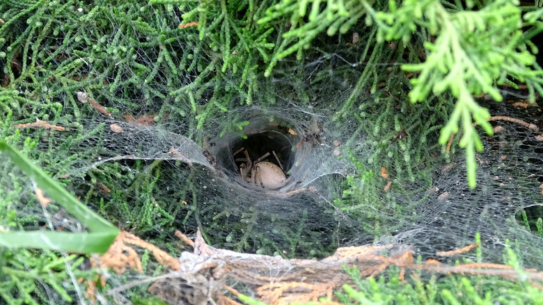 funnel web spider den