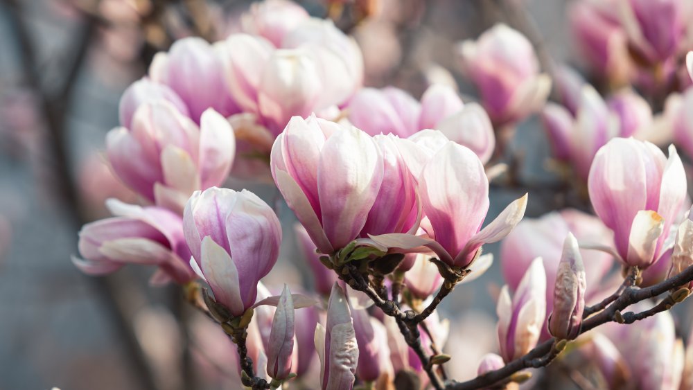 Magnolia flowers