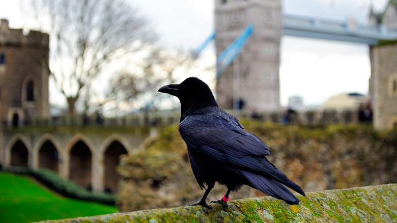 A raven at the Tower of London 