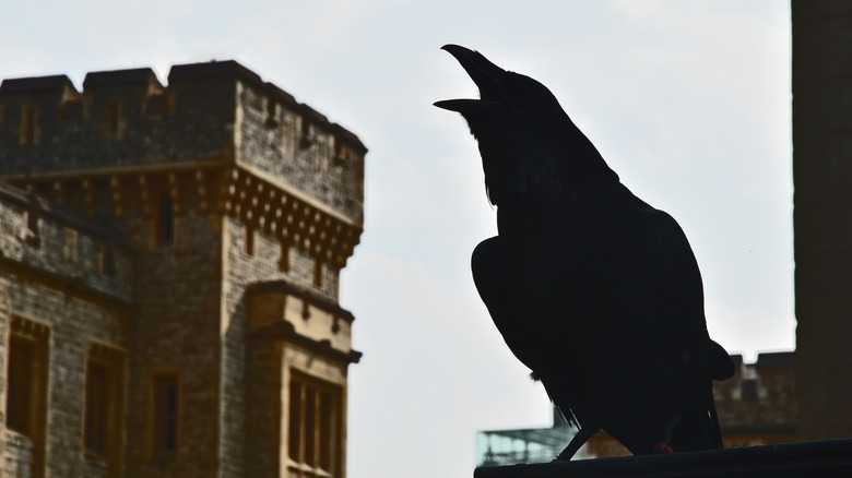 Raven at the Tower of London 