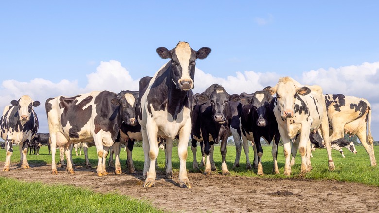 cows standing in field