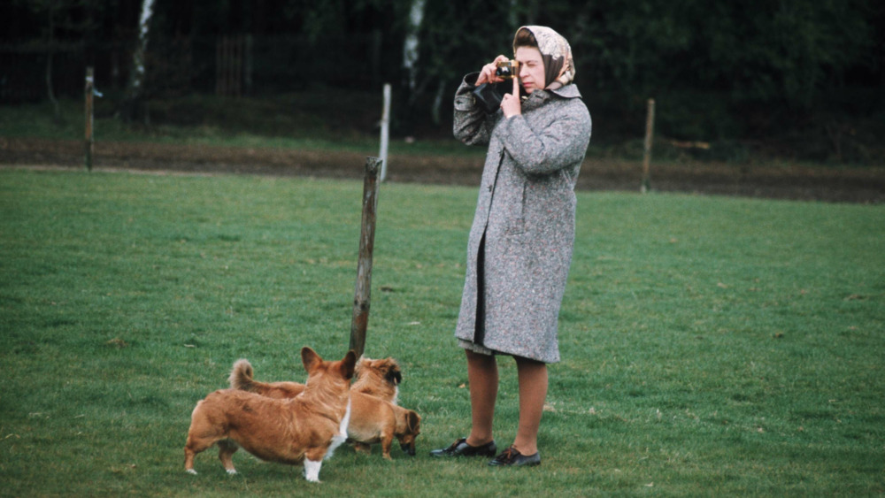 Queen Elizabeth II with Corgis at Windsor Park