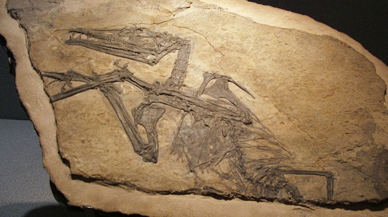 Eudimorphon fossil