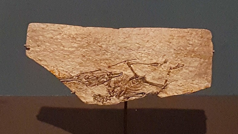 Nemicolopterus