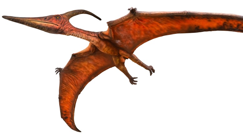 pteranodon rendering