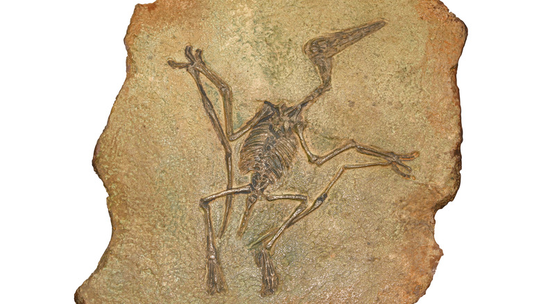 Pterodactylus fossil