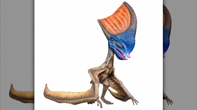 tapejara sitting pterosaur