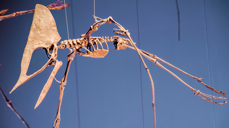 Tupuxuara mounted skeleton