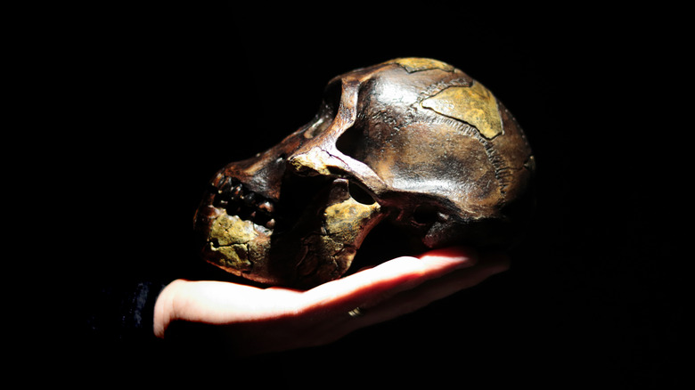 Model of human ancestor skull (Australopithecus afarensis) on a hand. Dark background.