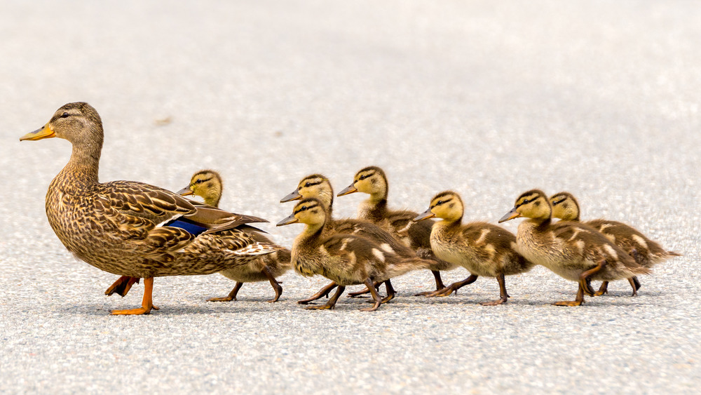 Mother duck and ducklings