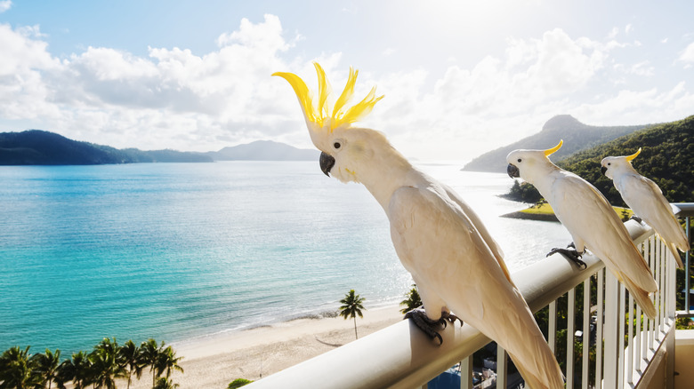 Cockatoos on a railing