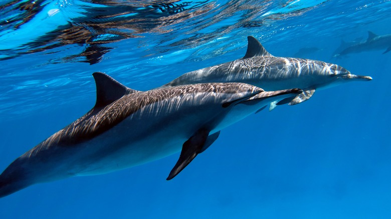 Dolphins swimming