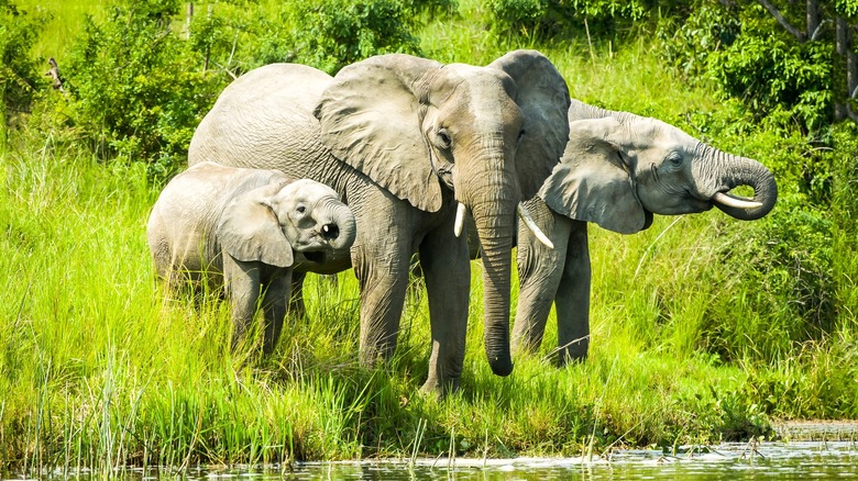 Elephant family by the water