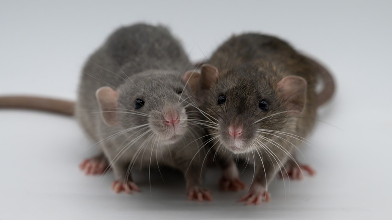 Baby rat couple