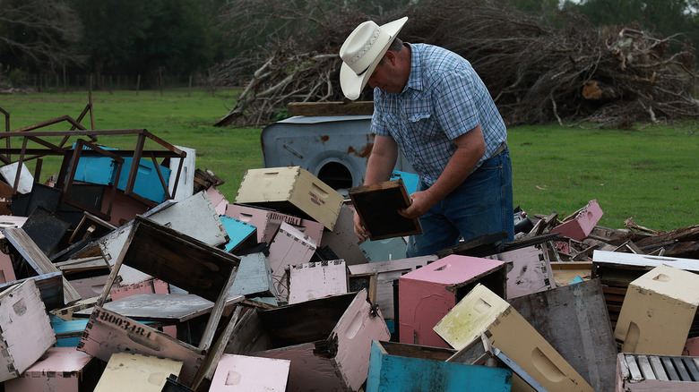 A Florida beekeeper with destroyed hives 