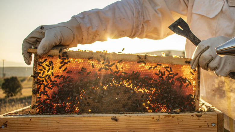 Beekeeper and bees 