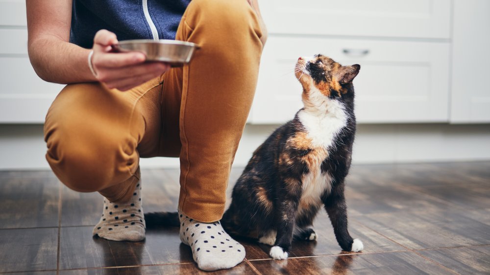 Cat being fed