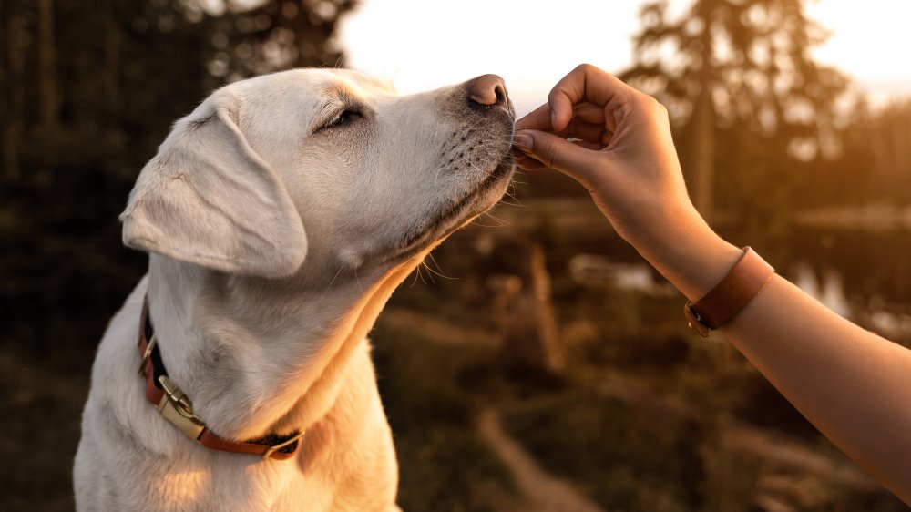 Dog being hand-fed