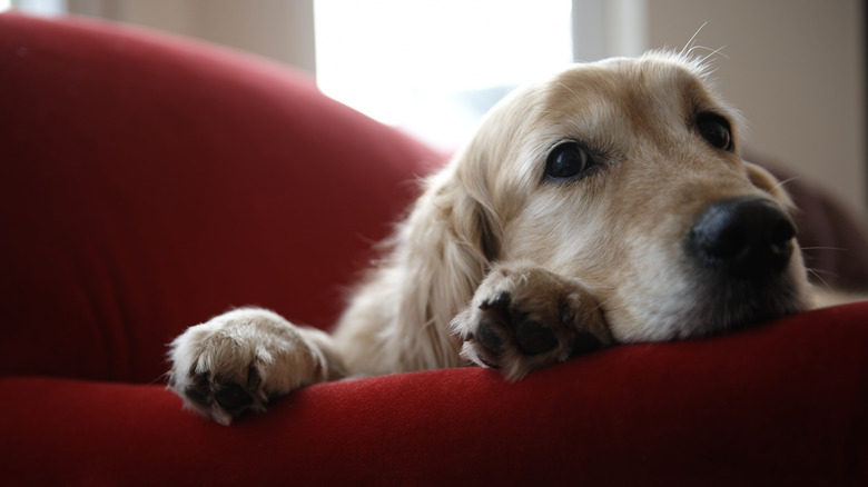 A dog with face and paws up on couch arm