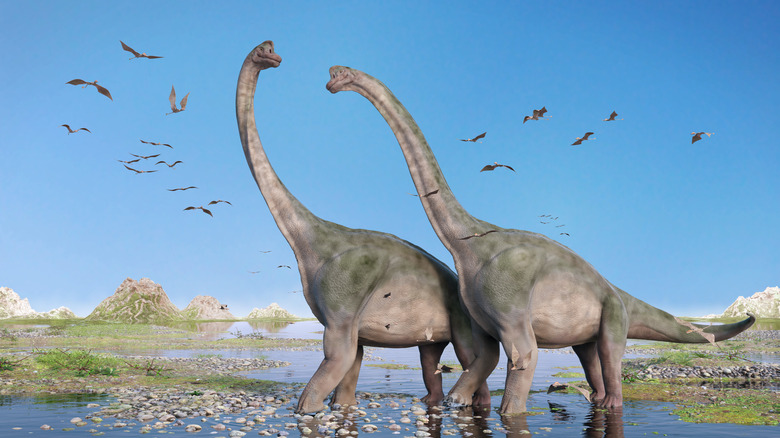 Sauropod couple