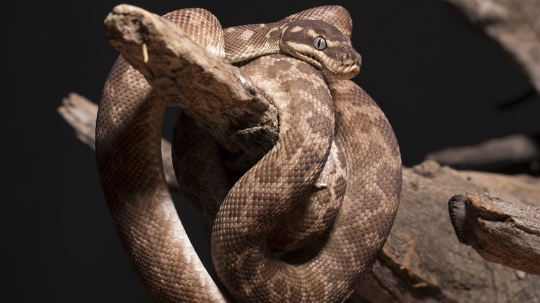 Snake coils around branch