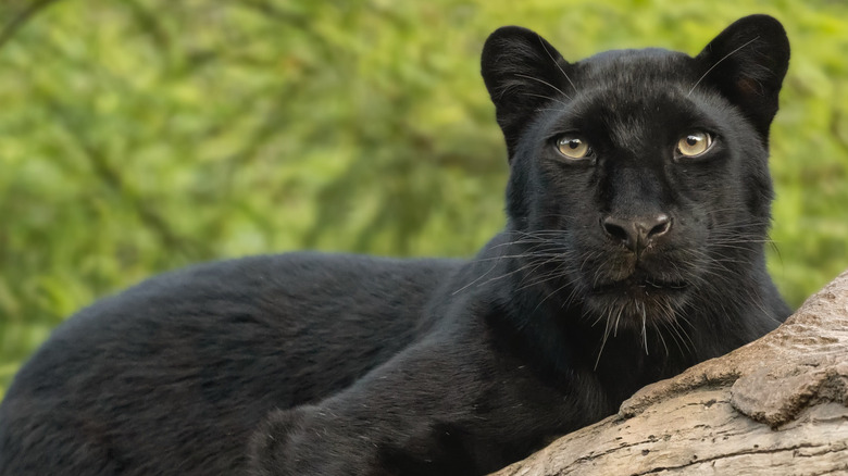 Panther light eyes outside