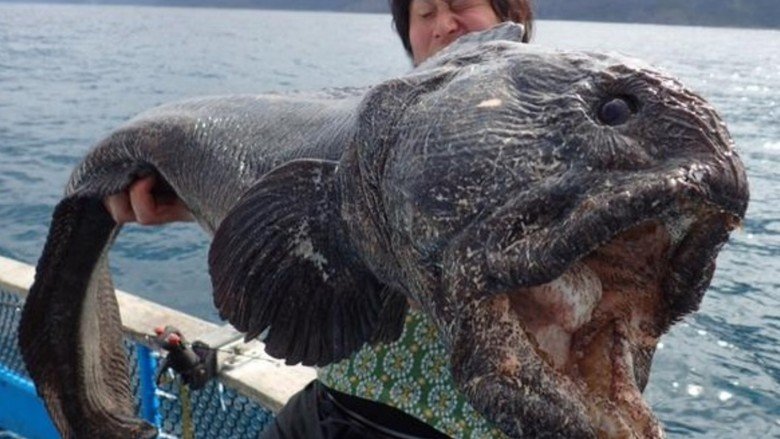 huge wolffish