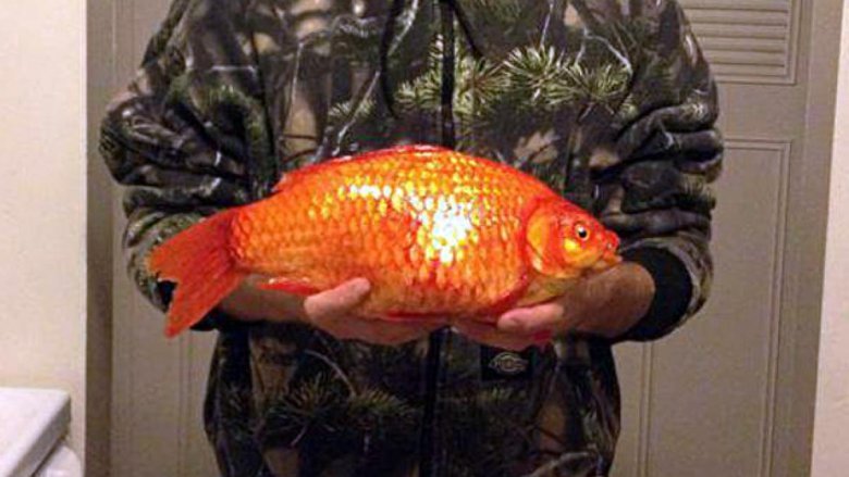 huge goldfish