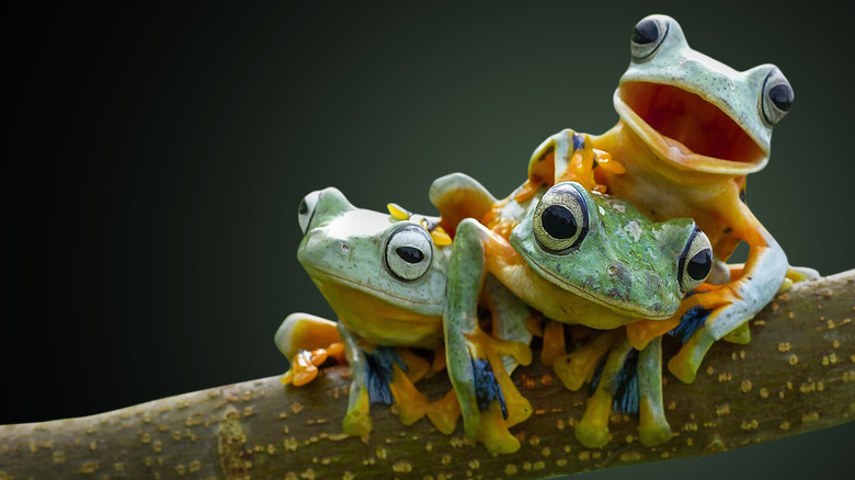 Three frogs sitting together on a branch