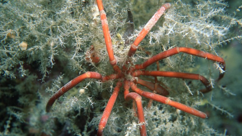 Sea spider in Antarctica