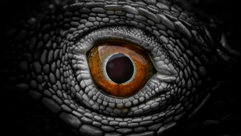 Lizard eye