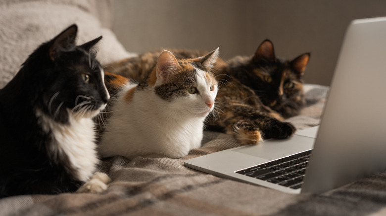 Three cats on a bed watching laptop screen