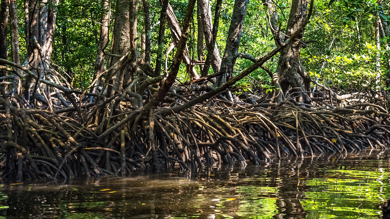 mangrove swamp