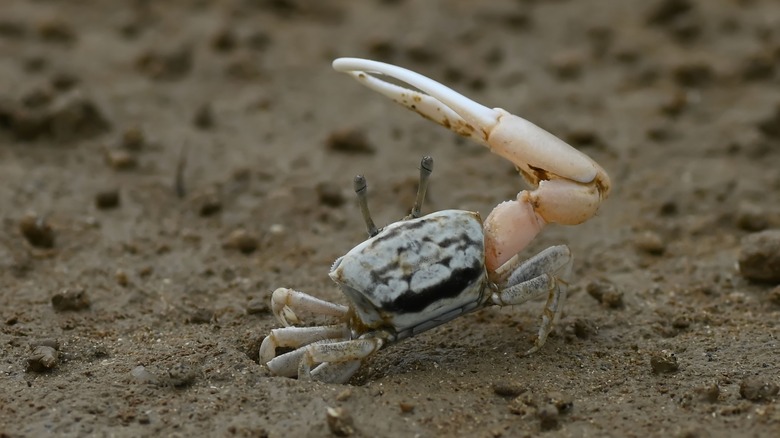 A ghost crab on the beach