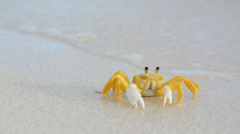 A ghost crab at water's edge