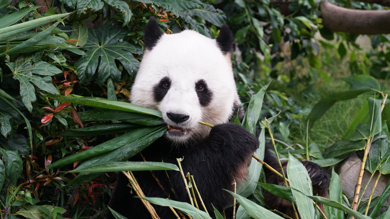 Panda eating a plant