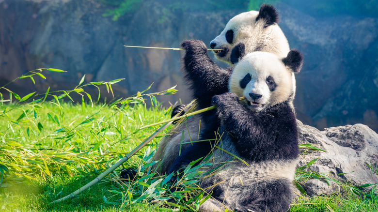 Two pandas eating bamboo