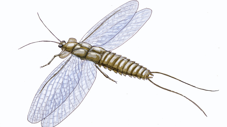 Artist's reconstruction of Mazothairos enormis