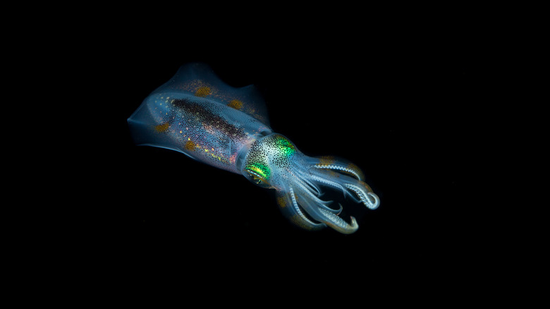 Squid swimming in pitch-black water