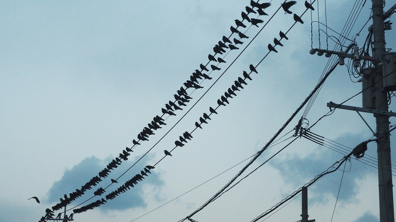Crows on wire