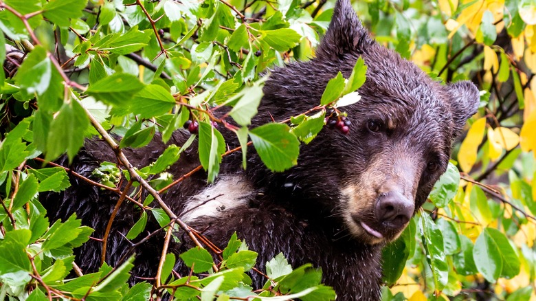 bear eating huckleberries