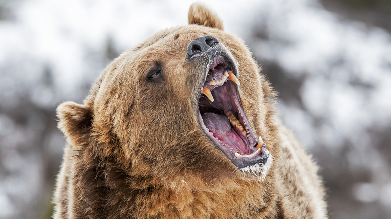 grizzly bear showing teeth