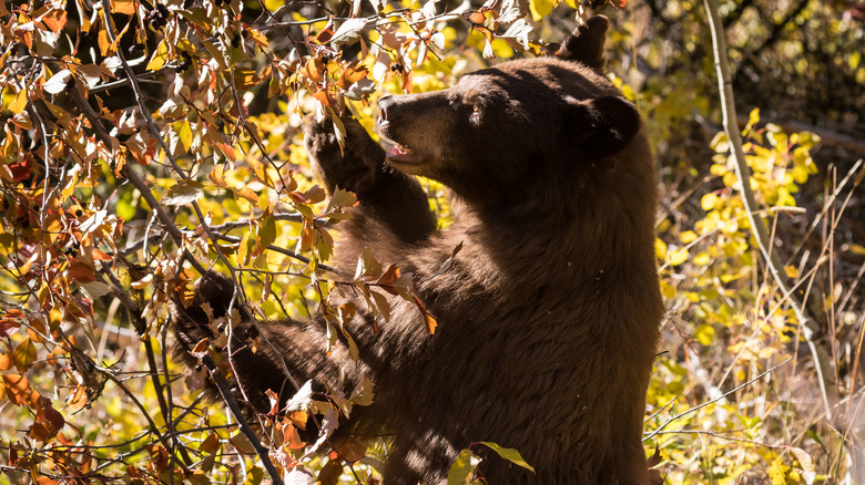 adorable bear eating huckleberries