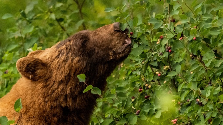 bear eating huckleberries