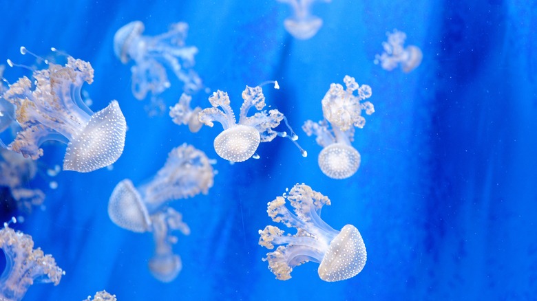 Floating belly jellyfish