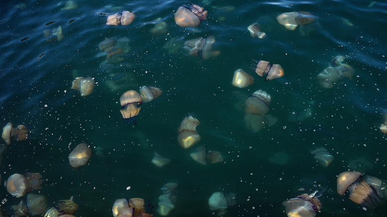 A jellyfish bloom in Italy