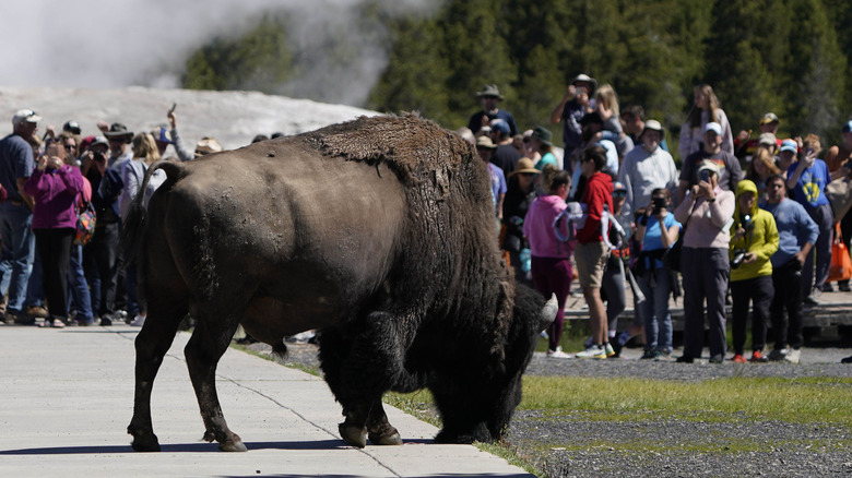 Crowded Yellowstone National Park