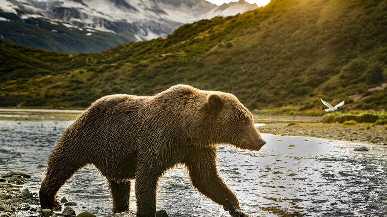 Grizzly bear near water