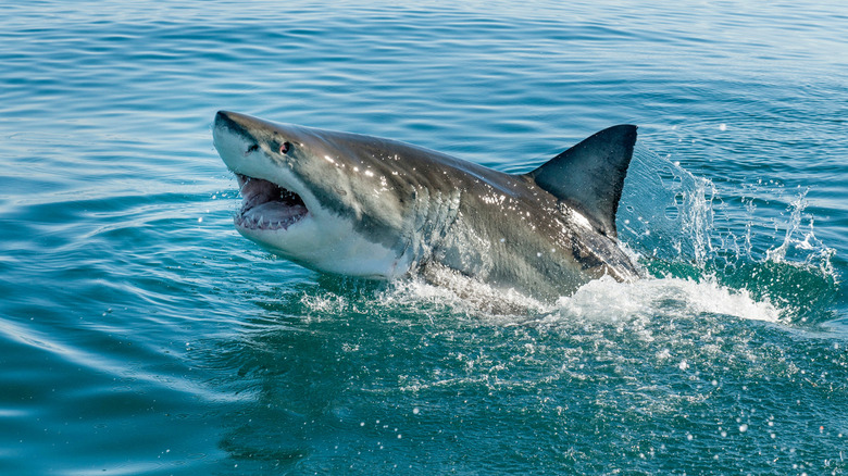 great white shark swimming