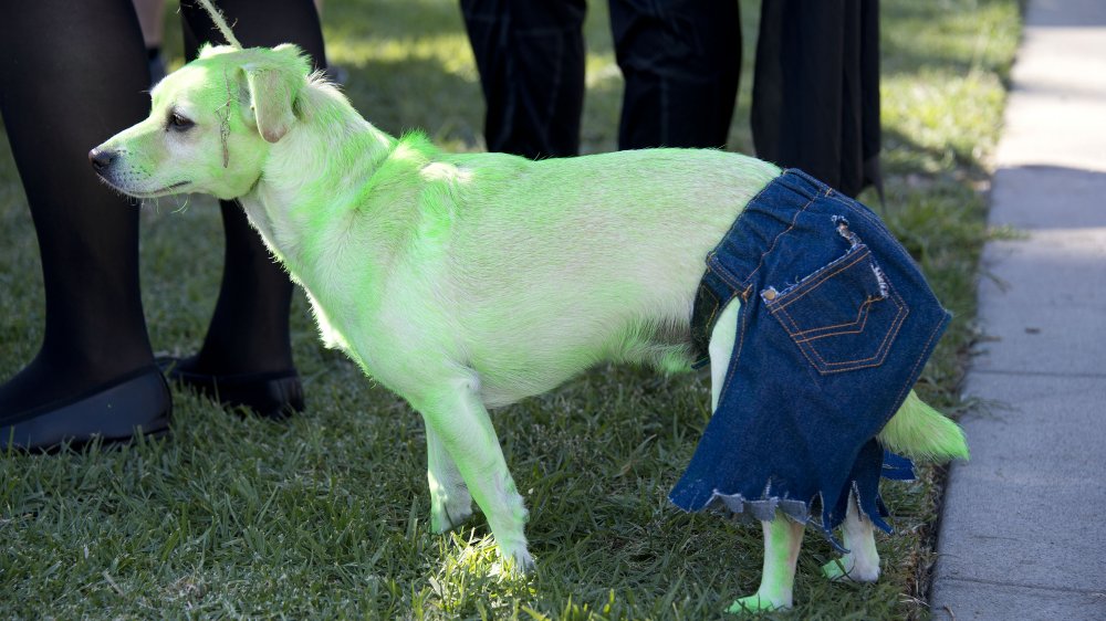 Dog hotsell dyed green